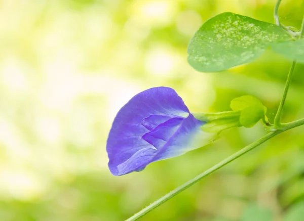 Erwt bloemen — Stockfoto