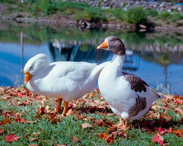 Two white ducks in animated poses standing on orange leaves in the fall sun. Bright blue water surrounds them in the background. The image was captured on analog film.