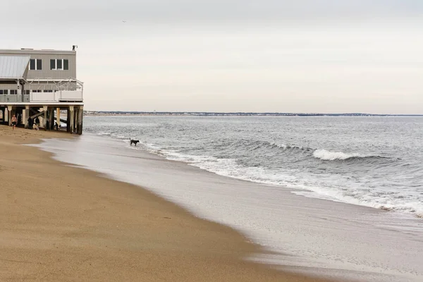Salisbury Beach Massachusetts Cane Nero Fissa Onde Mentre Suo Proprietario — Foto Stock