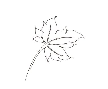 Akçaağaç yaprağı çizimleri devam ediyor. Minimalist tek akçaağaç sanat tasarımı.