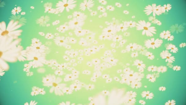 Цикл Цветочного Движения Фоновая Анимация Мягко Падающие Белые Ромашки Цветы — стоковое видео