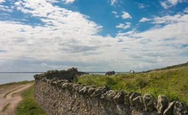Dublin, İrlanda yakınlarındaki Howth Head 'de otlayan iki at..