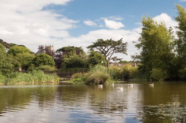 Skerries, Dublin, İrlanda 'da bir yaz gününde ağaçlar ve beş martıyla çevrili sakin ördek havuzu..