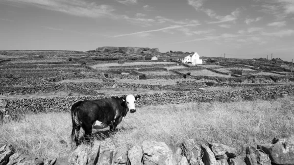 İrlanda, Galway 'in batı kıyısındaki Aran Adaları' ndan biri olan Inishmaan 'daki engebeli taş manzarasının siyah ve beyaz görüntüsü..