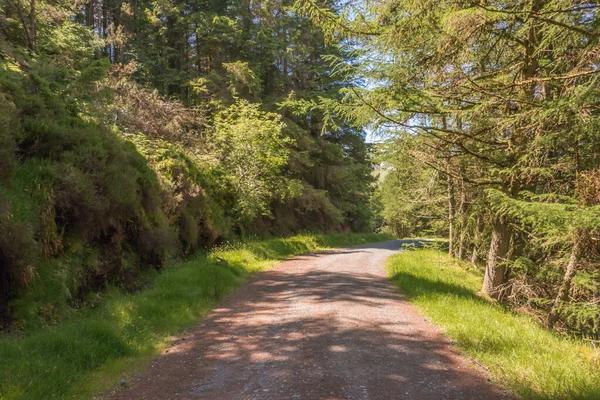 Glendalough, Co. Wicklow, İrlanda 'da terk edilmiş orman yolu..