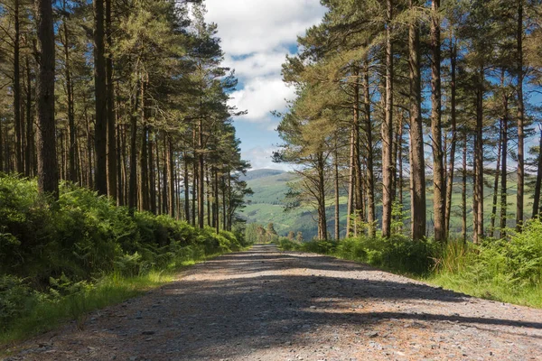 Glendalough, Co. Wicklow, İrlanda 'da terk edilmiş orman yolu..