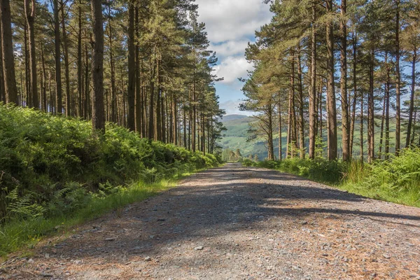 Glendalough, Co. Wicklow, İrlanda 'da terk edilmiş orman yolu..