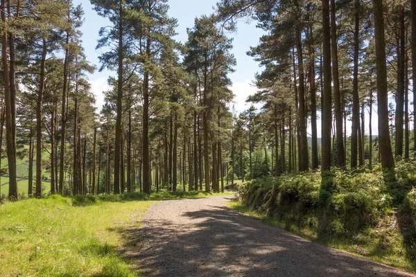 Deserted woodland trail at Glendalough, Co. Wicklow, Ireland.