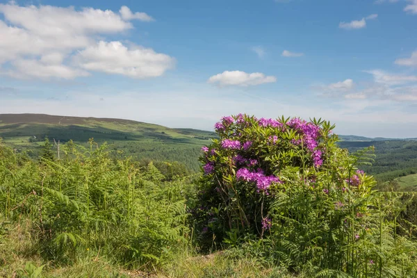 Glendalough, Co. Wicklow, İrlanda 'da çiçek açan Rhododendron fabrikası..
