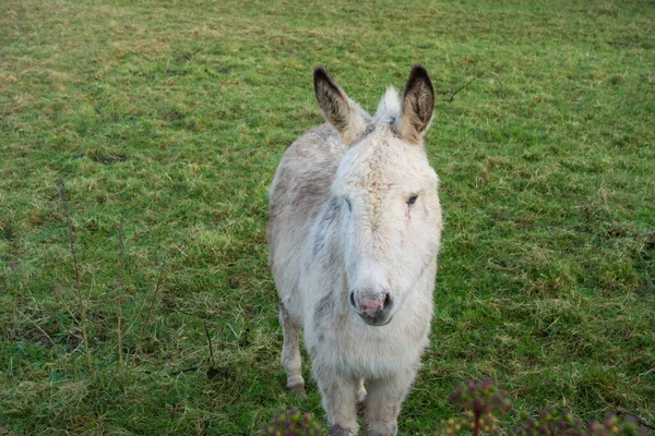 Jeune Ânesse Dans Une Ferme Comté Roscommon Dans Ouest Irlande — Photo