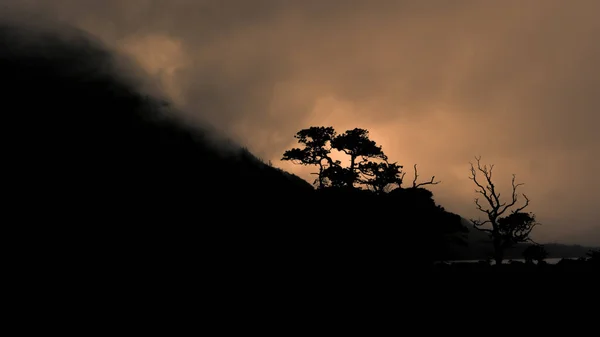 Killarney Ulusal Parkı, Co. Kerry, İrlanda 'da alacakaranlıkta sisli bir yamaçta siluet içindeki ağaçlarla ürkütücü bir sahne..