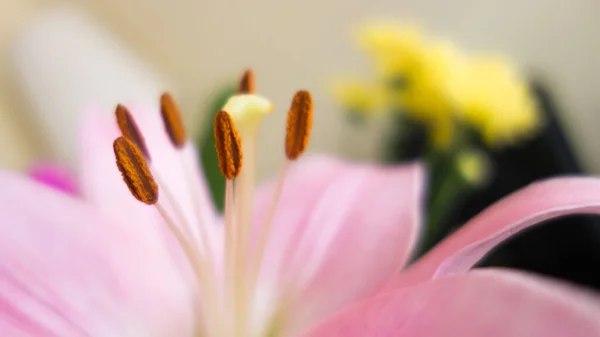 Крупним Планом Знімок Ніжного Пилку Покритого Тичинками Красивій Рожевій Квітці Ліцензійні Стокові Фото