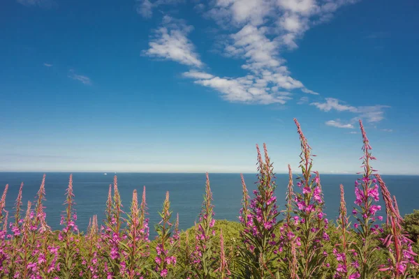 Дикі Рожеві Прибережні Квіти Ростуть Краю Скелі Поблизу Дубліна Ірландія Ліцензійні Стокові Фото