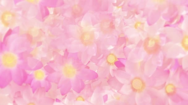 Beautiful Floral Motion Background Animation Sacred Pink White Lotus Flowers — Video Stock