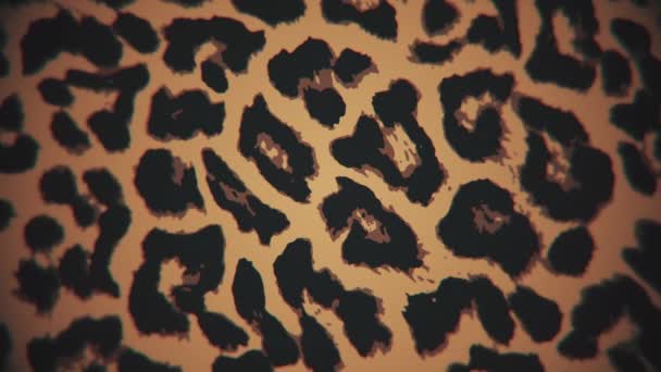 Enkel Leopard Tryck Rörelse Bakgrund Detta Djur Tryck Bakgrund Animation — Stockvideo