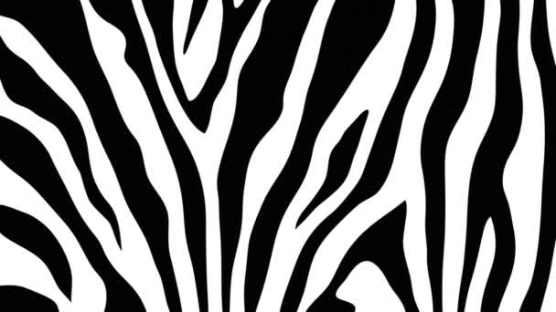 Jednoduché Zebra Tisknout Pozadí Pohybu Tento Černobílý Pruhovaný Zvířecí Tisk — Stock video