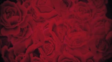 Zarif kırmızı güller arka plan animasyonu. Bu romantik çiçekli arka plan tam bir HD ve kusursuz bir döngü..