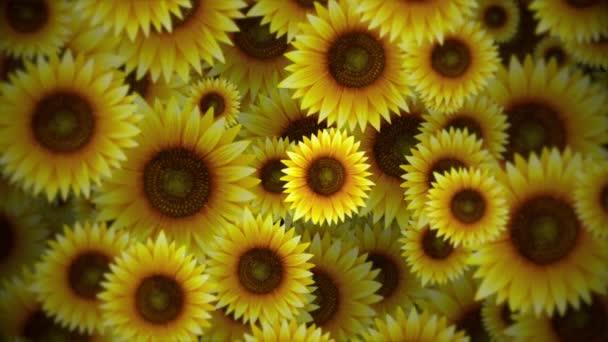 Hermosa Animación Fondo Naturaleza Verano Con Girasoles Flor Suavemente Movimiento — Vídeo de stock