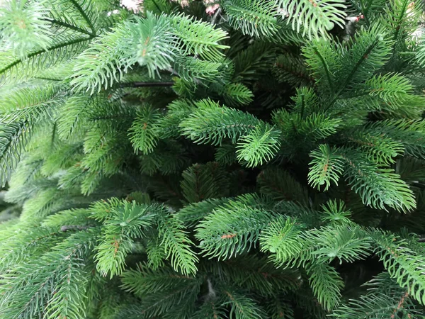 Fondo de primer plano falso árbol de Navidad verde —  Fotos de Stock