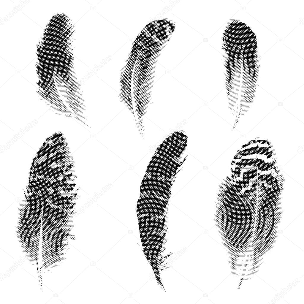 Set of vector hatching black and white feathers