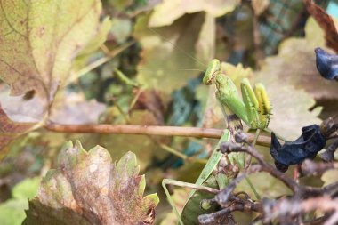 Büyük yeşil peygamber devesi sarı sonbahar yapraklarıyla dalda oturuyor. Taklitçi, böcek yaprakların arka planında neredeyse görünmez. Vahşi yaşam konsepti