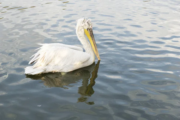 Riccio Pellicano Sta Nuotando Nello Stagno Nello Zoo Suo Riflesso — Foto Stock