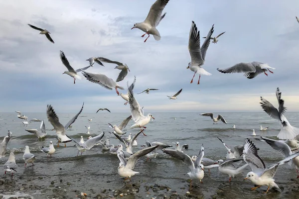Deniz kıyısında uçan büyük beyaz martı sürüsü balık avlıyor, vahşi yaşam konsepti