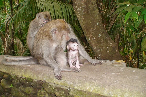 Jovem Chimpanzésimia Troglodytes 5 Anos De Idade - Fotografias de stock e  mais imagens de Chimpanzé - Chimpanzé, Macaco, Macaco antropoide - iStock