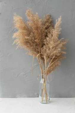 Beyaz masa ve gri duvarda tüylü pampa otları olan şeffaf vazonun görüntüsünü kapat. İç dekorasyon kavramı