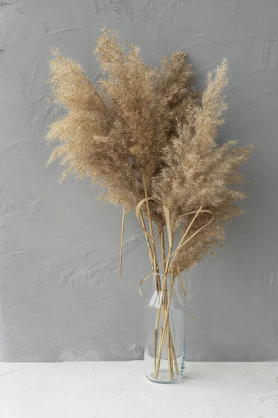 Beyaz masa ve gri duvarda tüylü pampa otları olan şeffaf vazonun görüntüsünü kapat. İç dekorasyon kavramı