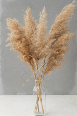 Açık gri arkaplanda vazodaki pampa otlarının bazı dallarının görüntüsünü kapat. İç dekorasyon. dikey resim