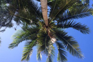 Büyük yeşil palmiye tacının alt görünüşü, cennette tatil, duvar kağıdı.