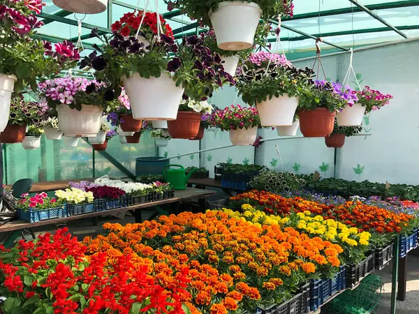 plant nursery in flower market for sale, bright flower seedlings in pots ready for sale, Agricultural activities concept