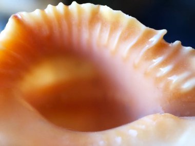 Büyük turuncu deniz kabuğunun çizilmiş kenarları, doğa kavramının makrofotoğrafçılığı.