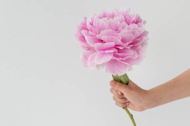 Childs 'ın elinde kocaman pembe şakayık beyaz arka planda, metin için kopyalama alanı. Selamlar ve kutlama konsepti. 