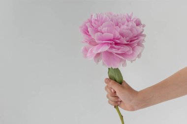 Erkekler el ele tutuşup beyaz arka planda kocaman pembe bir şakayık tutarlar. Tebrikler konsept. Tatil için tebrikler.