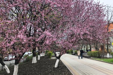 Sokakta çiçek açan kiraz ağacı, yolda yürüyen iki insan. Güzel bahar konsepti