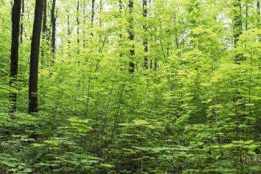 Forest of young green maple trees in spring forest illuminated with sun light. Change of seasons, springtime. 