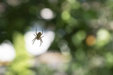 Örümceğin doğal arka plandaki görüntüsü odak noktasında değil. Uzayı metin için kopyala. Yakınımızdaki vahşi yaşam.