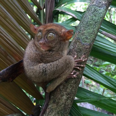 Pofuduk Filipinler Tarsier 'in yakın plan görüntüsü. Hayvan savunucularının denetimi altında ulusal parkta nesli tükenmekte olan eşsiz bir maymun türü..
