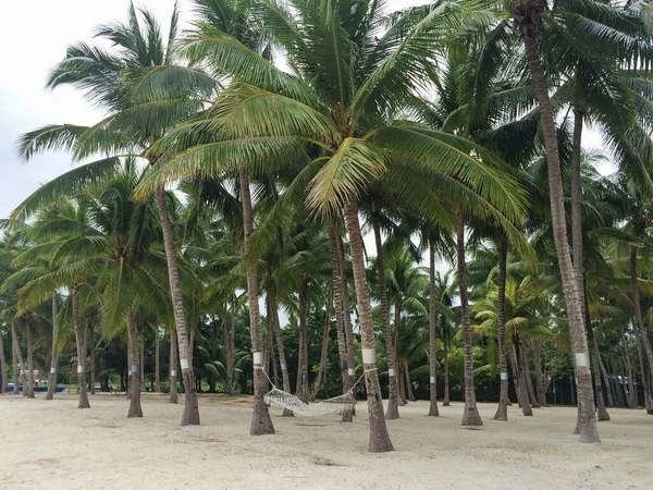 Palmiye Ormanında Sahil Kenarında Bir Hamak Cennet Tropikal Adasında Tatil — Stok fotoğraf