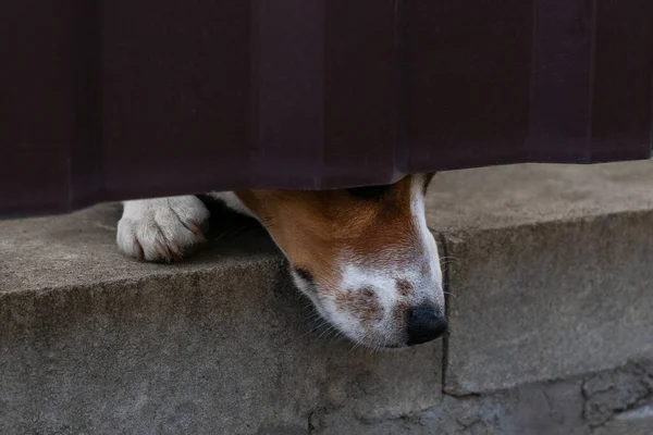 Dog\'s nose and paw under red metal gate. Curiosity of animals. Lonely dog waiting for his human to come.