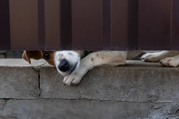 Burnu ve pençesi olan köpek suratı kırmızı çitin altındaki deliğe bakar, hayvan merakı, kilitli köpek yalnız kalır ve insanları bekler..
