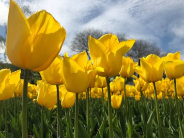 Yeşil yaz parkındaki büyük sarı lalelerin alt manzarası. Doğanın güzelliği.