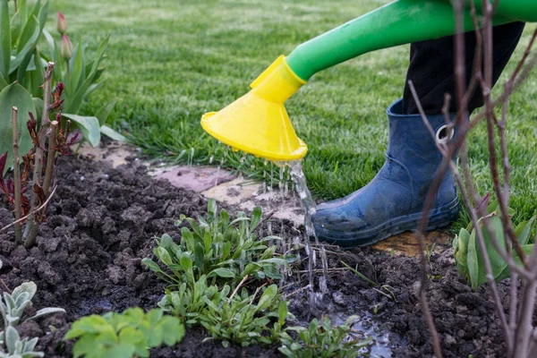 Mavi lastik çizmeli bir çocuk sulama kutusundan bahçe yatağını suluyor, tarım kavramı.