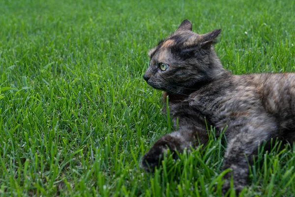 Brązowy Kot Leży Zielonej Trawie Wyrazem Gniewu Twarzy Żółtych Oczach — Zdjęcie stockowe