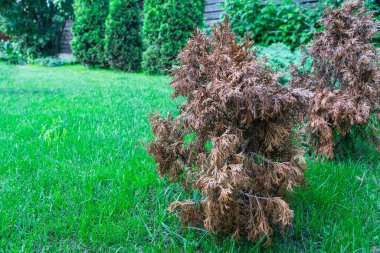 Yeşil sulu bir çimenlikte solmuş iki küçük haydut. Kuraklığın ve bitkilerin bakımsızlığının sonuçları.