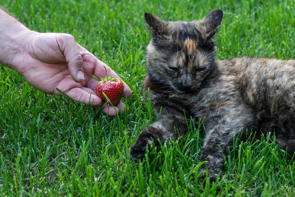 Man\'s hand holds big red strawberry and offers it to brown cat who is sniffing strawberries lie on green grass. Testing unusual food for animals