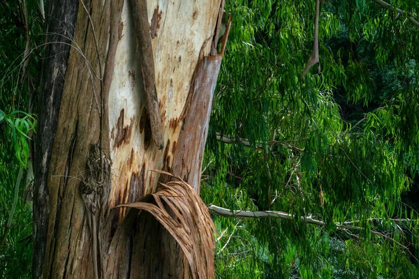 Uszkodzona Kora Eukaliptusa Tropikalnym Lesie Drzewa Cierpiące Ciężkie Schorzenia — Zdjęcie stockowe
