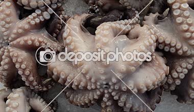 Yavaş hareket: Balık pazarı üzerinde taze ahtapot kapatın